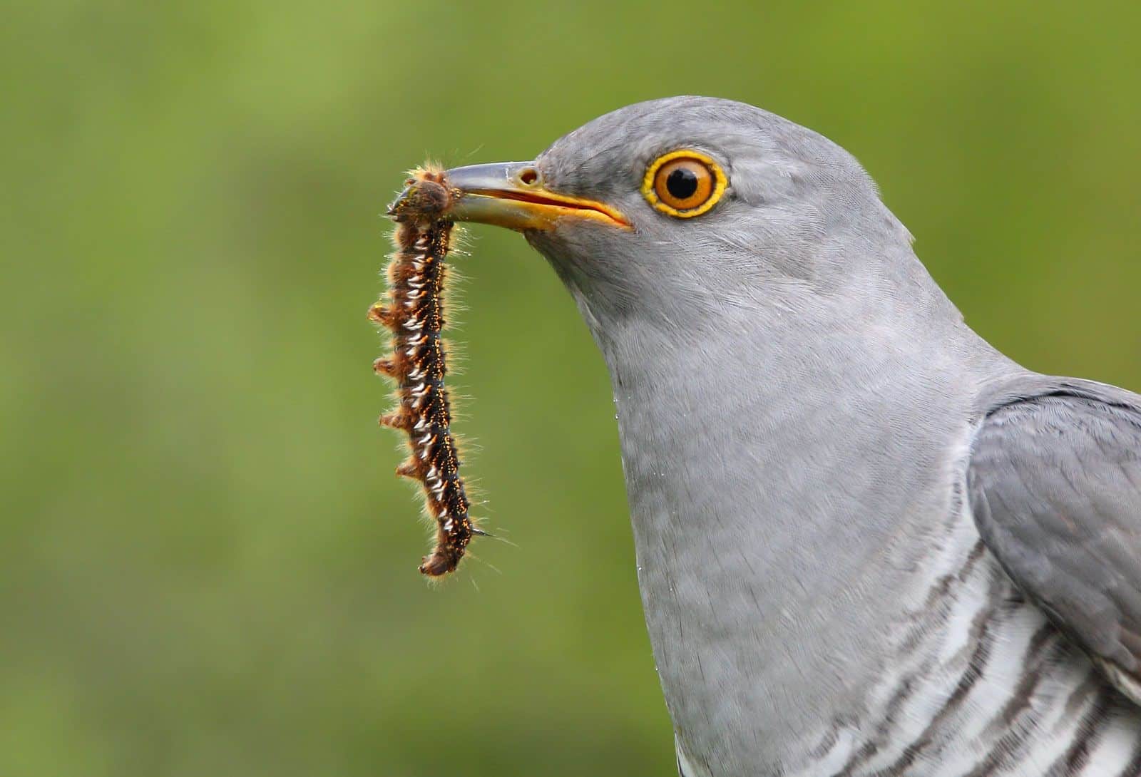 What Bird Eats Worms in the Rainforest