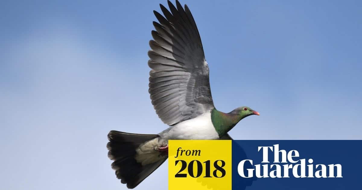 What Bird Falls Out of Trees After Eating Fermented Fruit