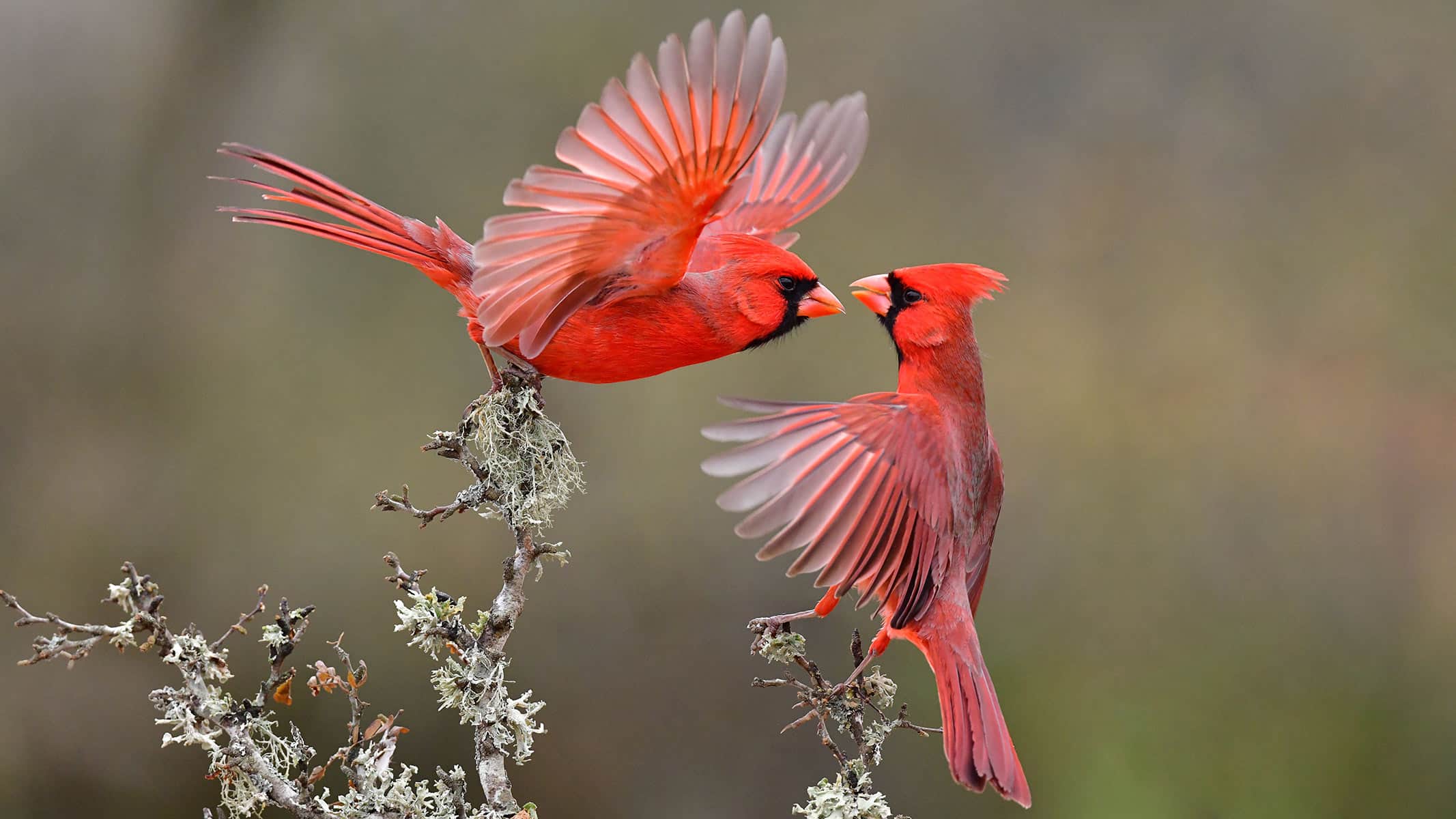 What Bird Fly in Sahara Desert