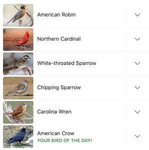 What Bird Has the Most Beautiful Song