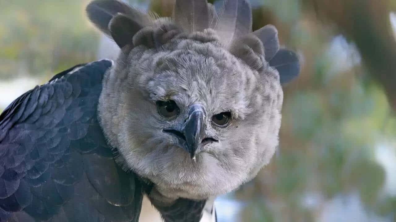What Bird is an Apex Predator