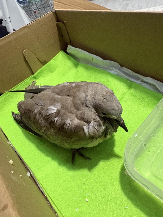 What Bird is This