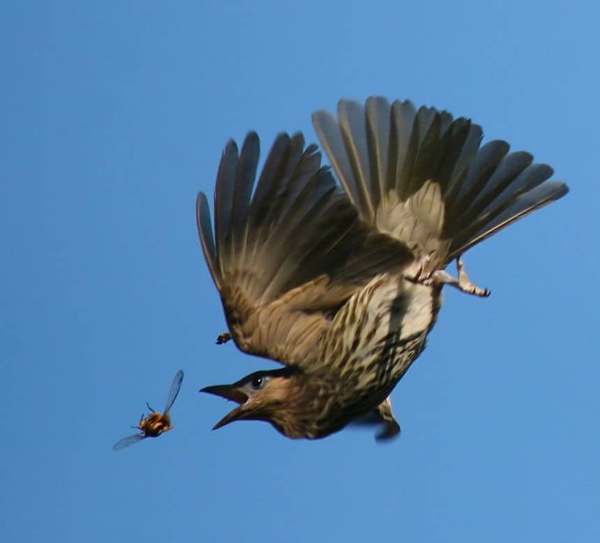 What Bird Likes to Sally for Insects in the Air