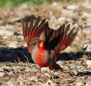 What Bird Lives in a Desert