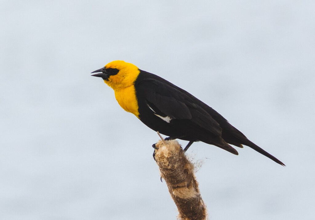 What Bird Lives in the Wetlands