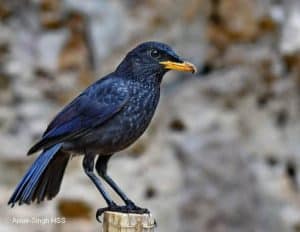 What Bird Makes 3 Whistles
