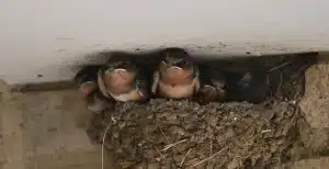 What Bird Makes a Nest Out of Mud