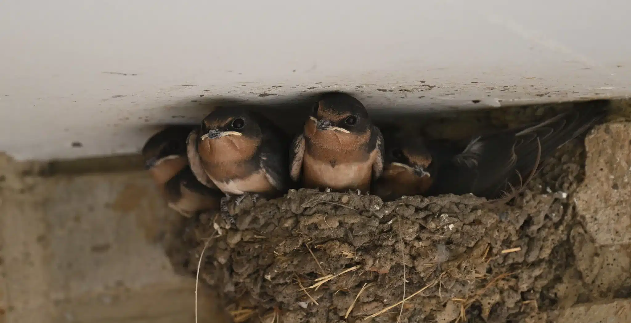 What Bird Makes a Nest Out of Mud