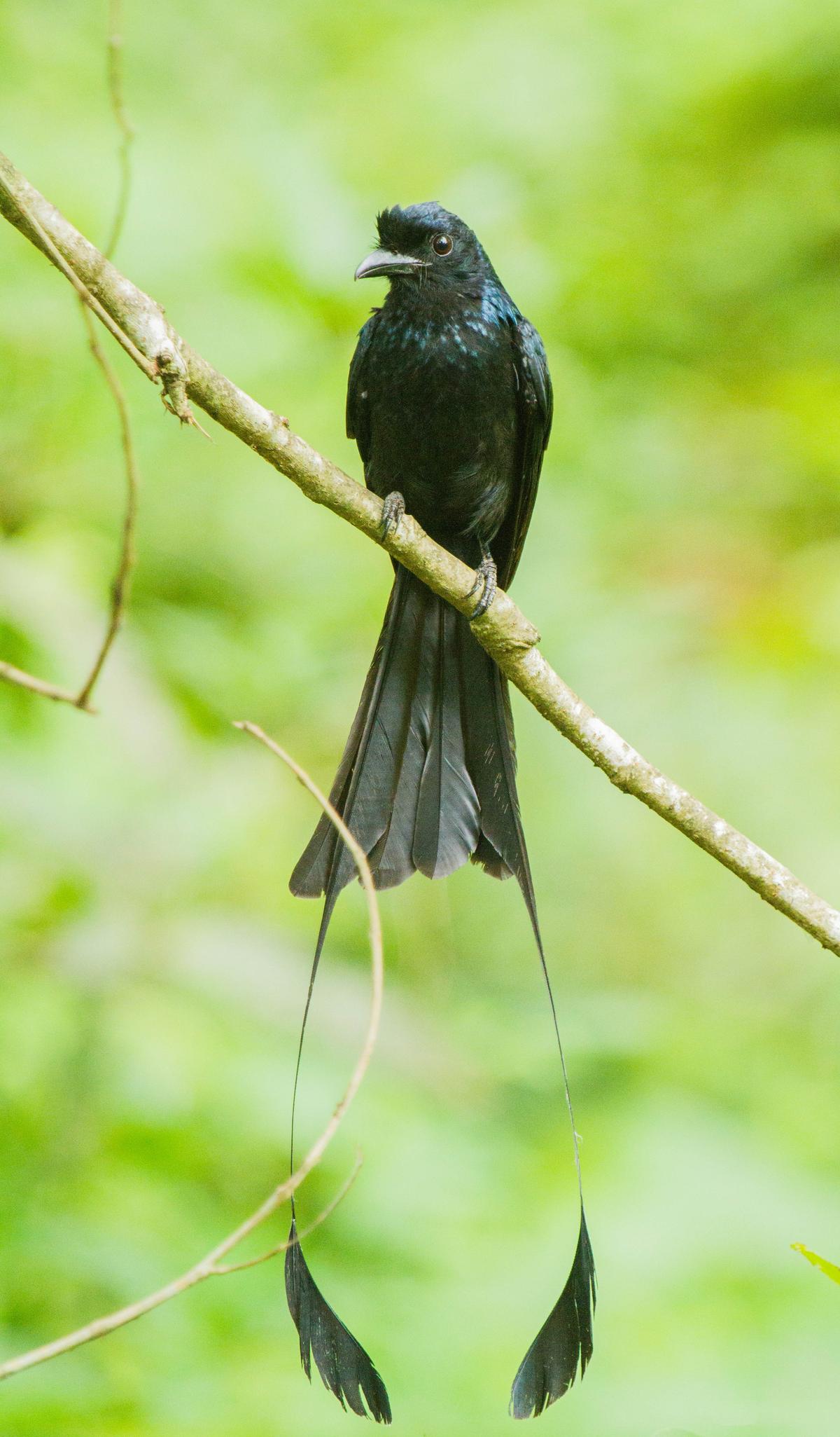 What Bird Makes a Single Whistle