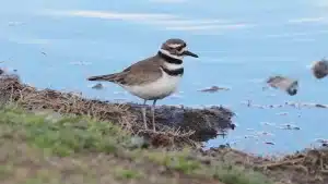 What Bird Makes a Trilling Noise