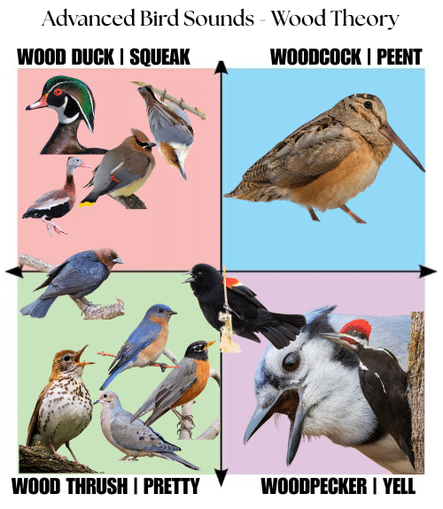 What Bird Noise is This