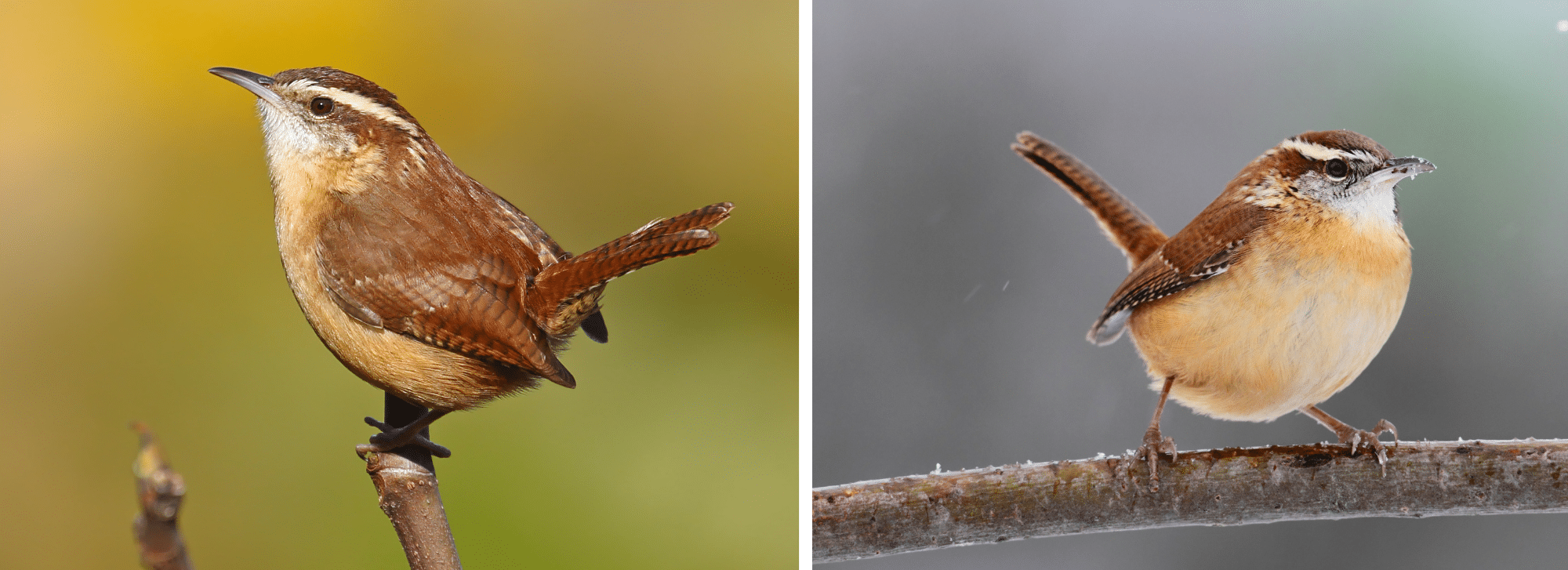 birds in north american deciduous forests