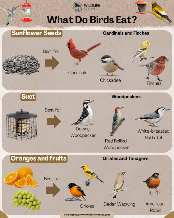 What Bird Seed Attracts Sparrows