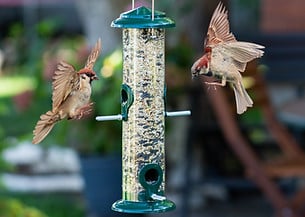 What Bird Seed Does Not Attract Rats