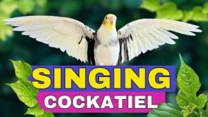 What Bird Sounds Like a Whistle Or a Flute