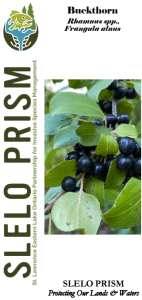 What Bird Species Like Glossy Buckthorn Berries