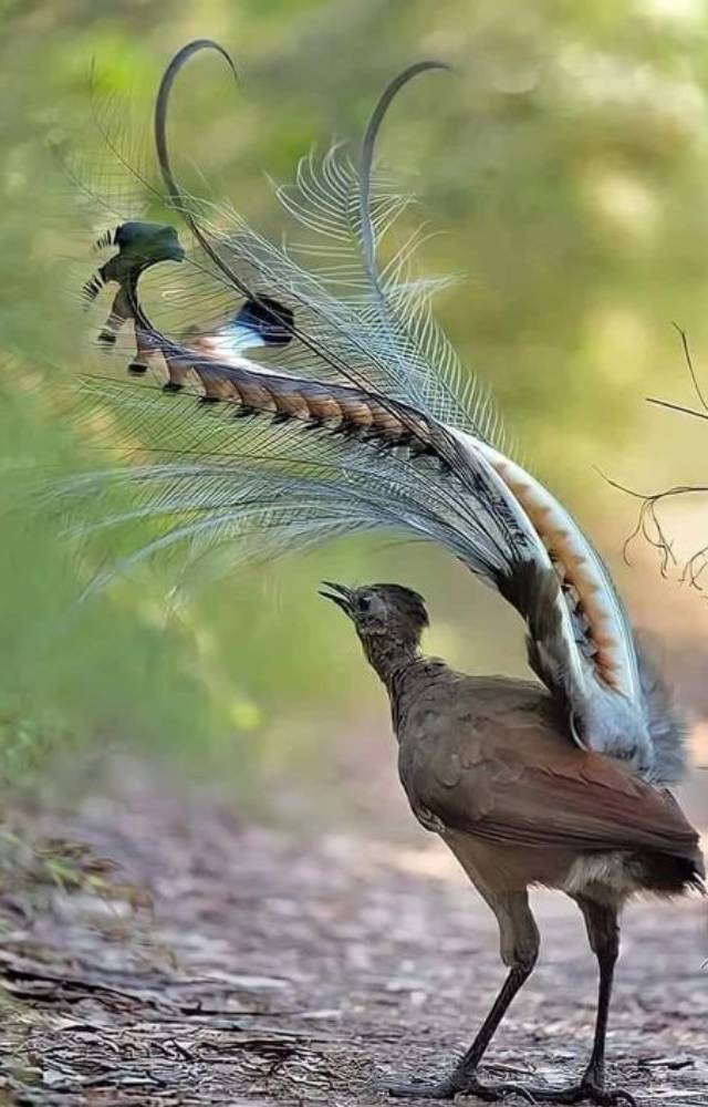 What Bird Whistles Like a Human