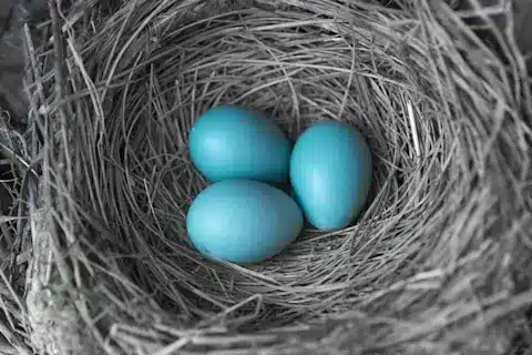 What Birds Lay Blue Eggs