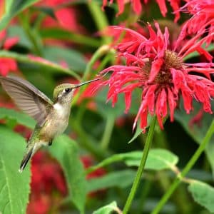 What Color are Most Bird Pollinated Flowers