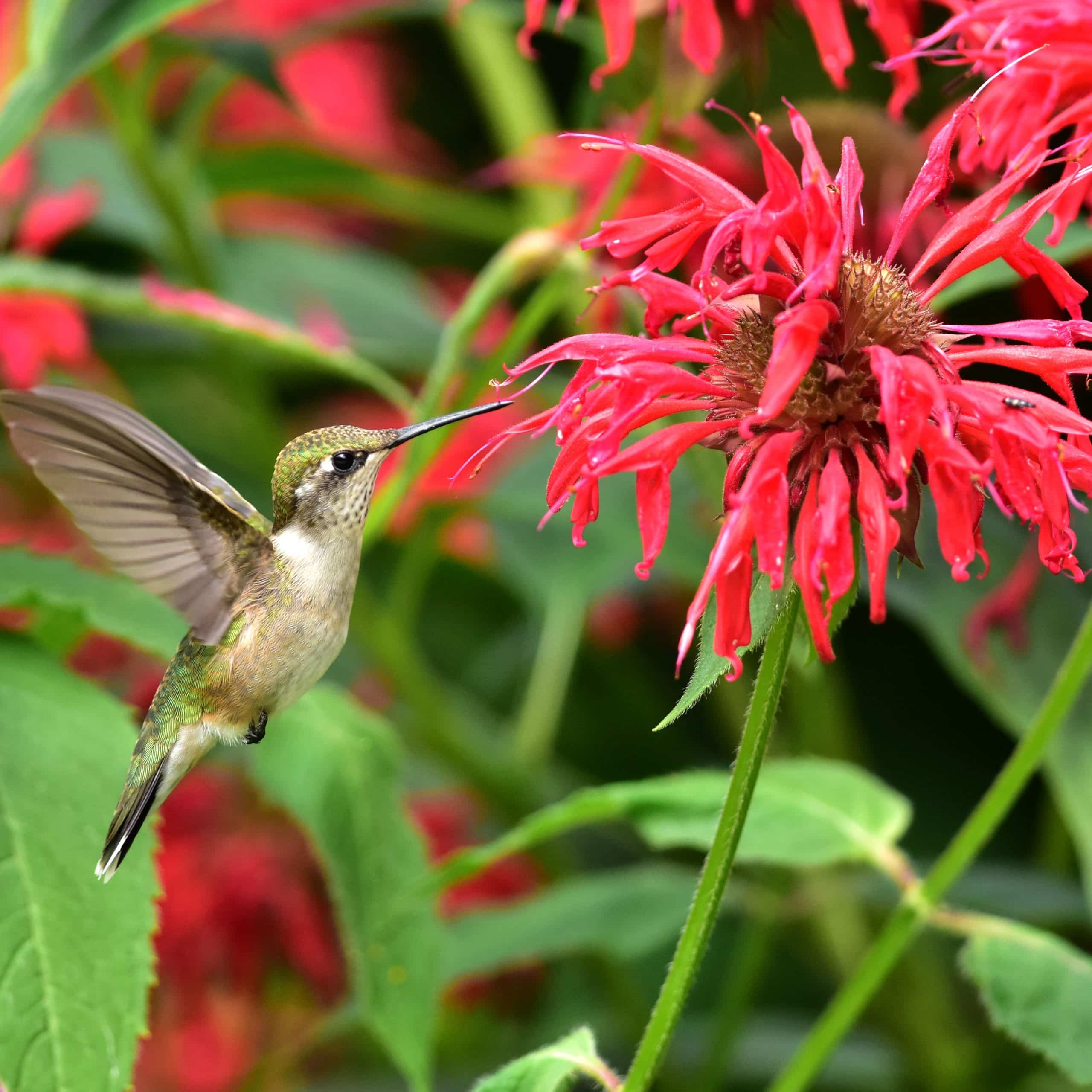 What Color are Most Bird Pollinated Flowers