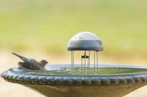 What Color Baths Attract Birds