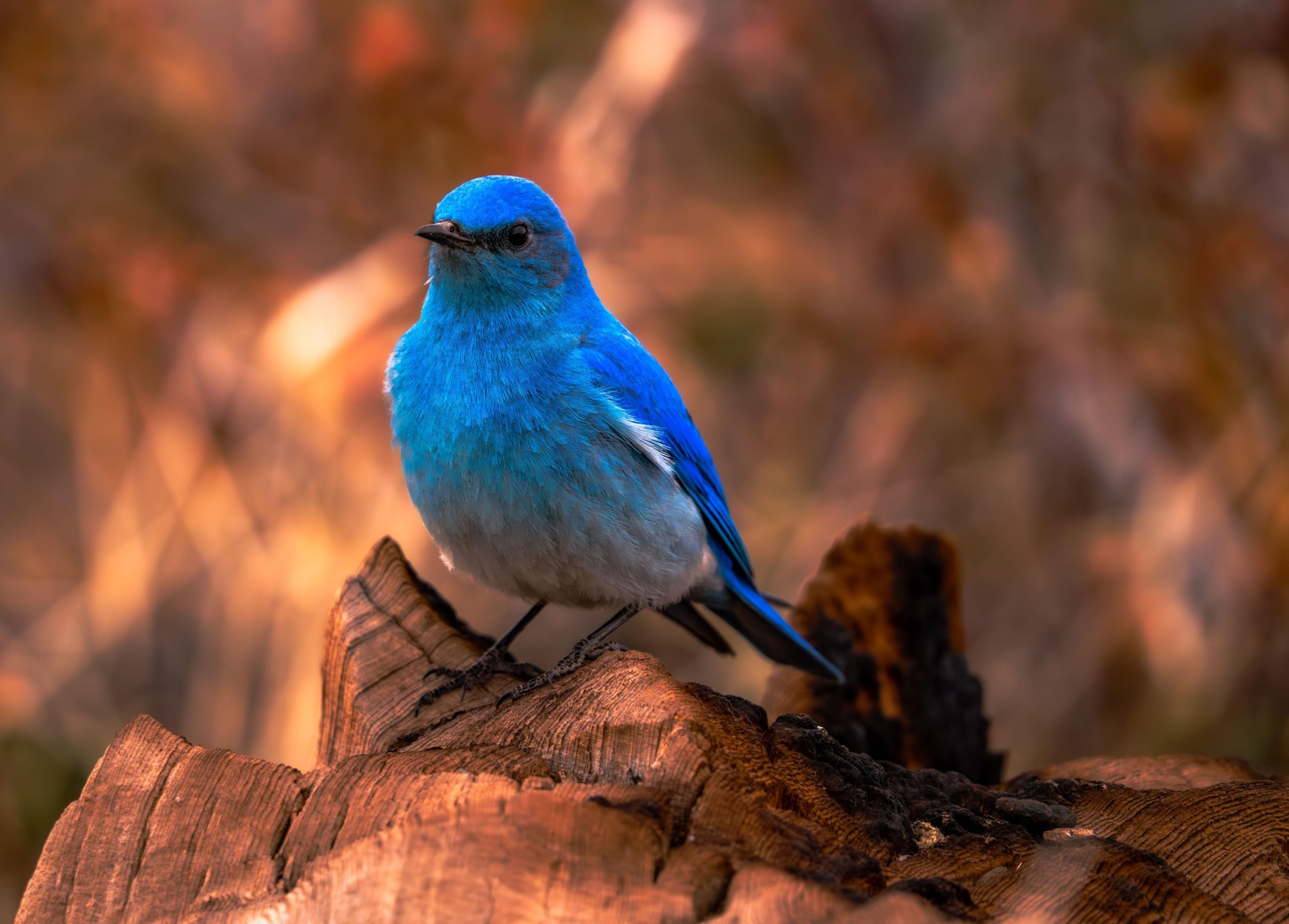What Color is the Mountain Blue Bird