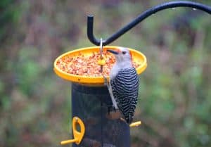 What Disinfectant is Safe for Bird Feeders