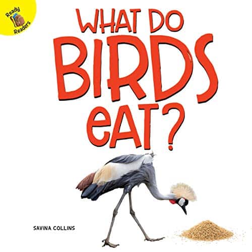 What Do Baby Birds Eat