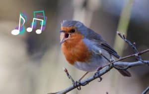 What Do Bird Noises Mean