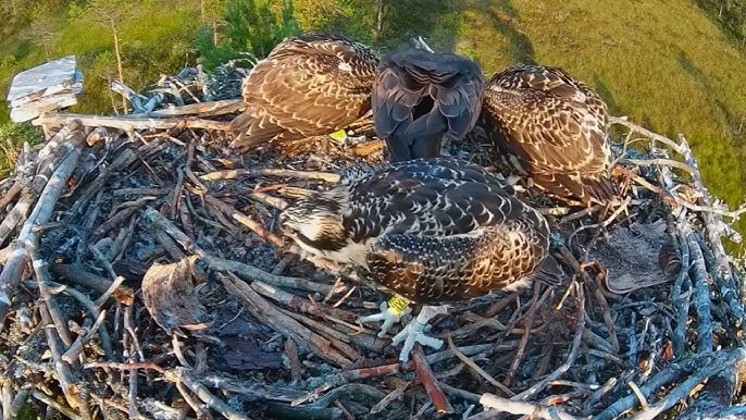 What Do Parent Birds Feed Chicks