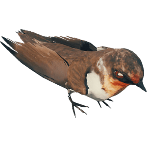 What Do the Bird Mean in the Forest