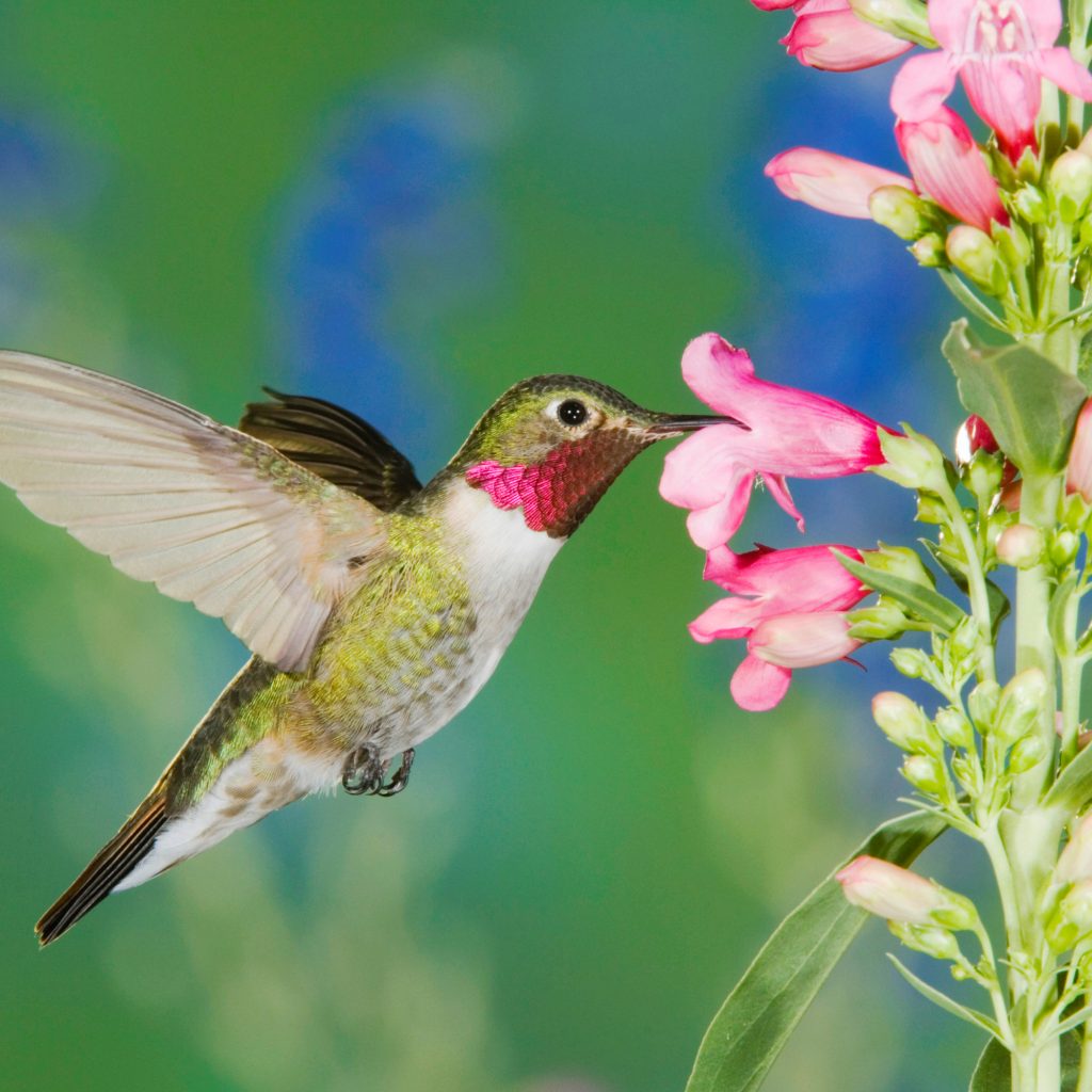 What Does a Humming Bird Do for a Flowering Plant