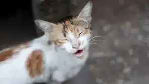 What Does It Mean When Your Cat Makes Bird Noises