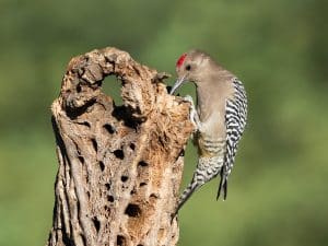 What Eats a Bird in the Desert