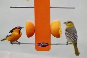 What Fruit to Put on Bird Feeder