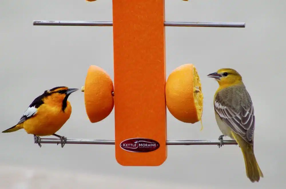 What Fruit to Put on Bird Feeder