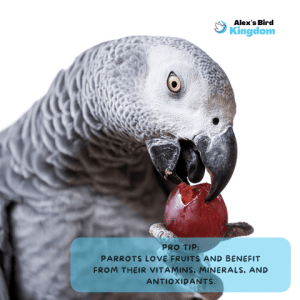 What Fruits Should I Feed My Bird