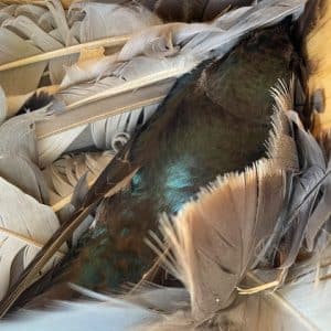 What Happens During Bird Nesting Season