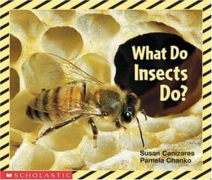 What Insects Do Birds Eat