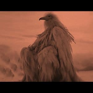 What is a Desert Opium Bird