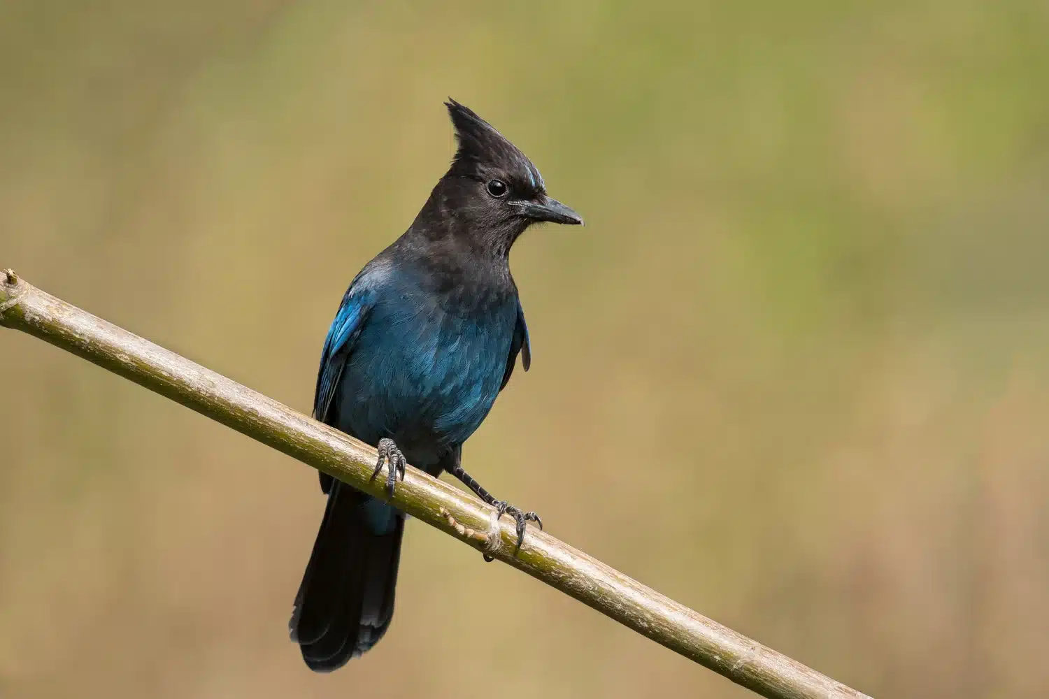 What is a Mountain Jay Bird