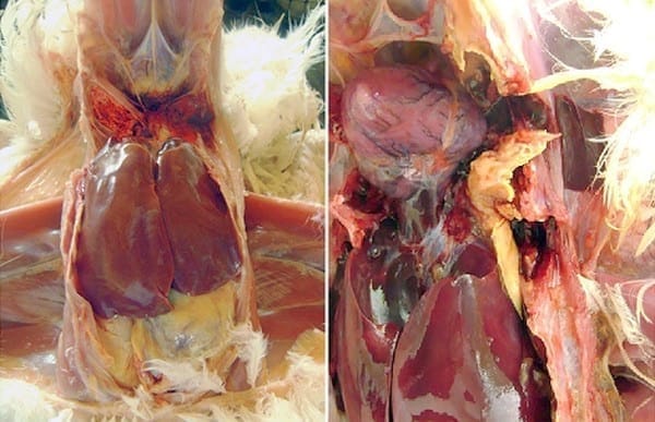 What is Avian Cholera