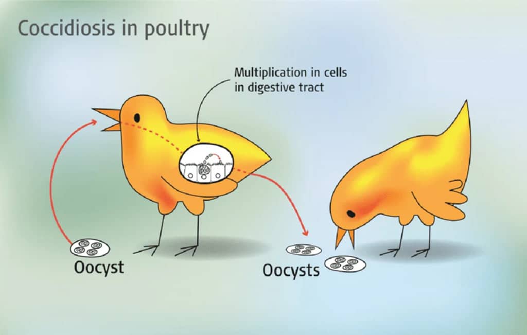 What is Coccidiosis in Birds