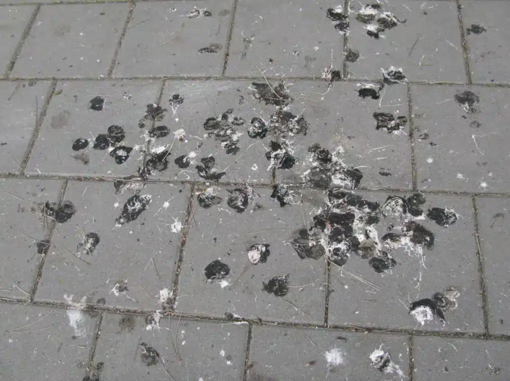 What is Histoplasmosis from Bird Droppings