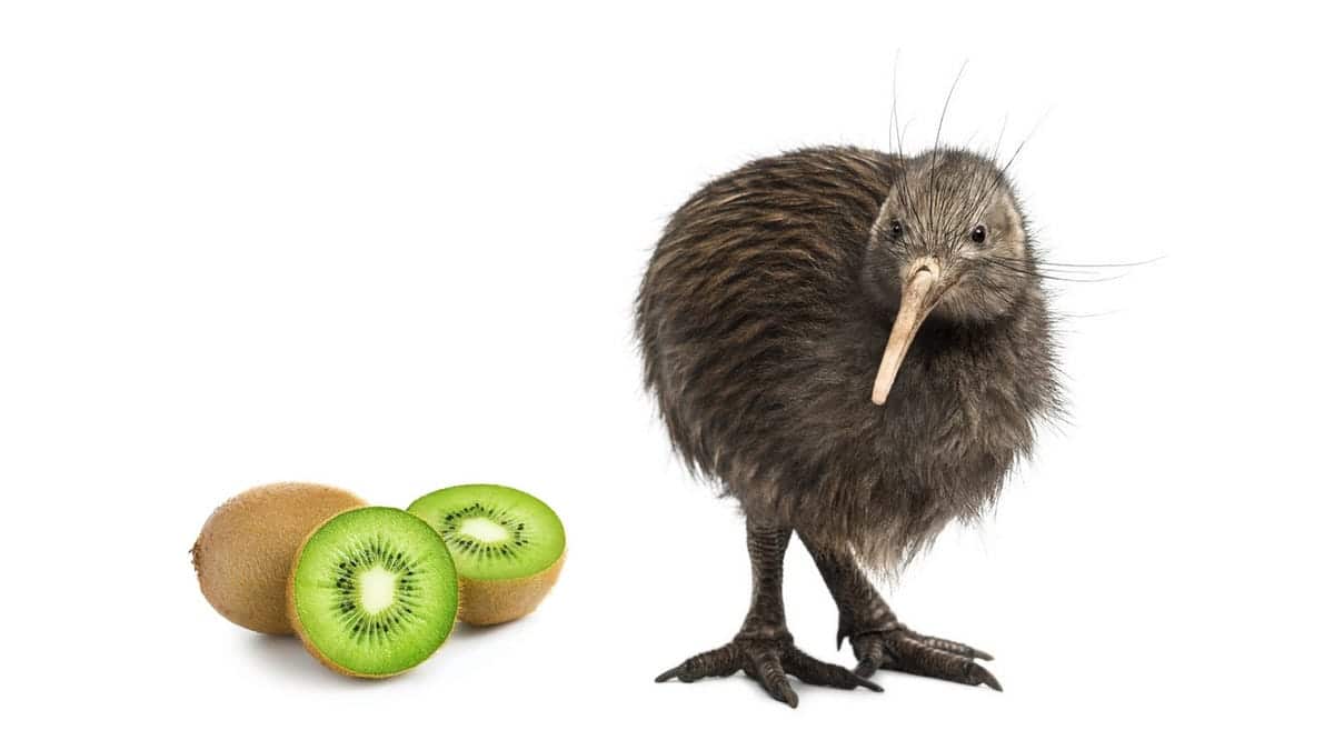 What is Kiwi Bird Fruit