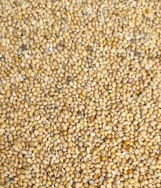 What is Millet in Bird Seed