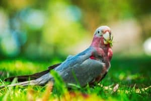 What is the Best Bird to Keep down Insects