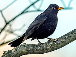 What is the Forest Bird in Northern Sweden