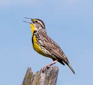 What is the Noise a Bird Makes Called