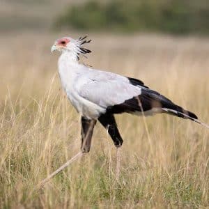 What Kind of Bird is in the Savanna